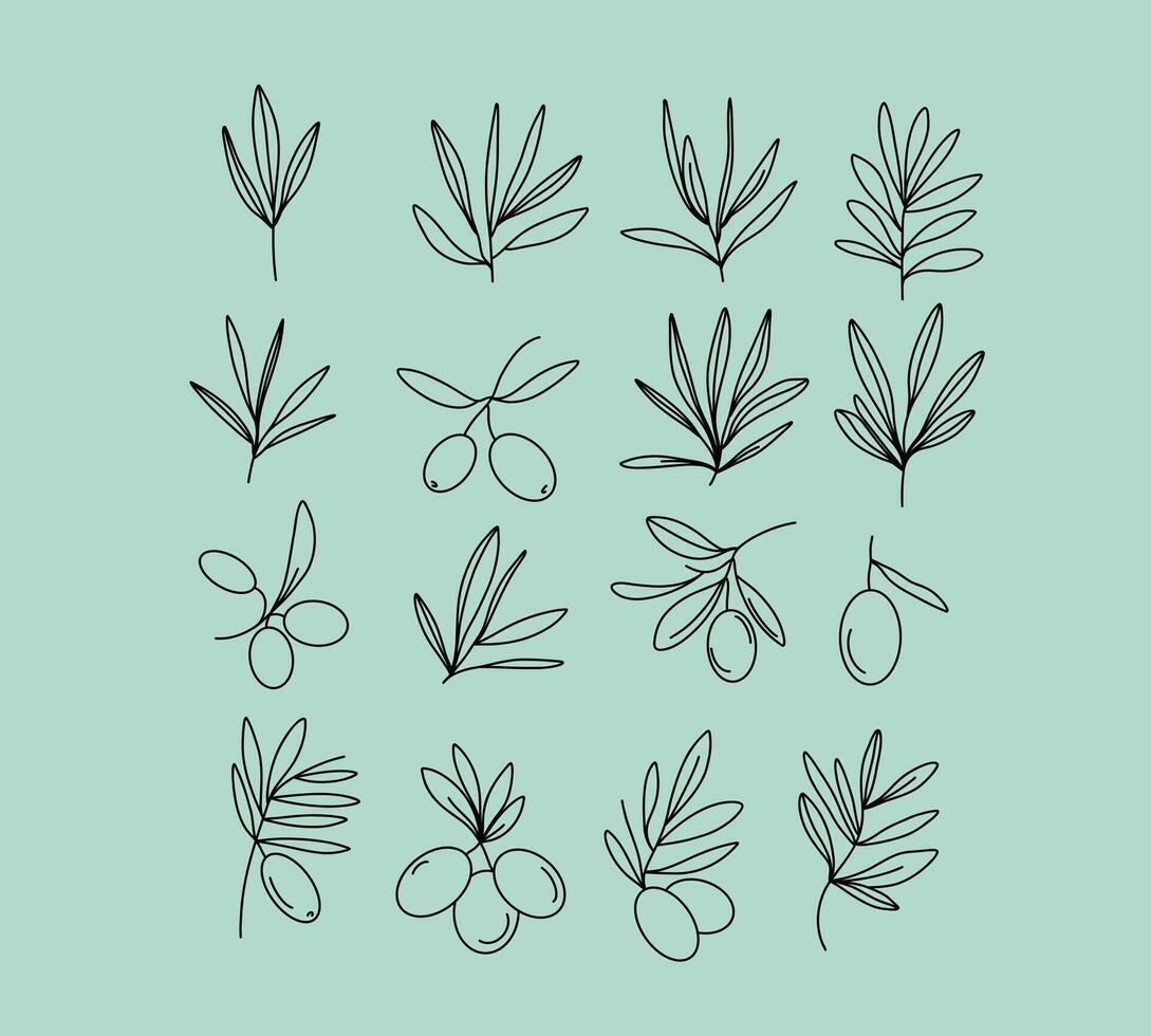 Minimalist botanical illustration of olive branches and leaves in black line art on a green background. Collections olives and leaves. vector