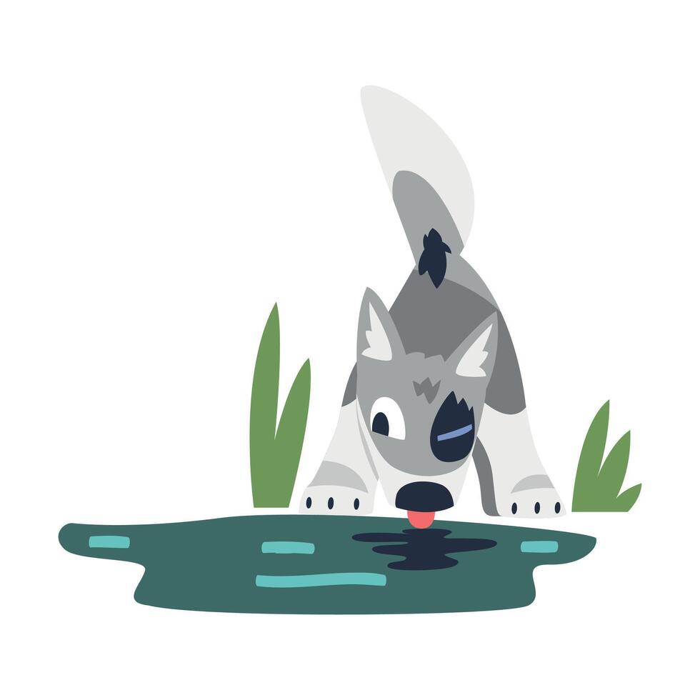 Gray Wolf Cub as Wild Hunting Animal Drinking Water from River Illustration vector