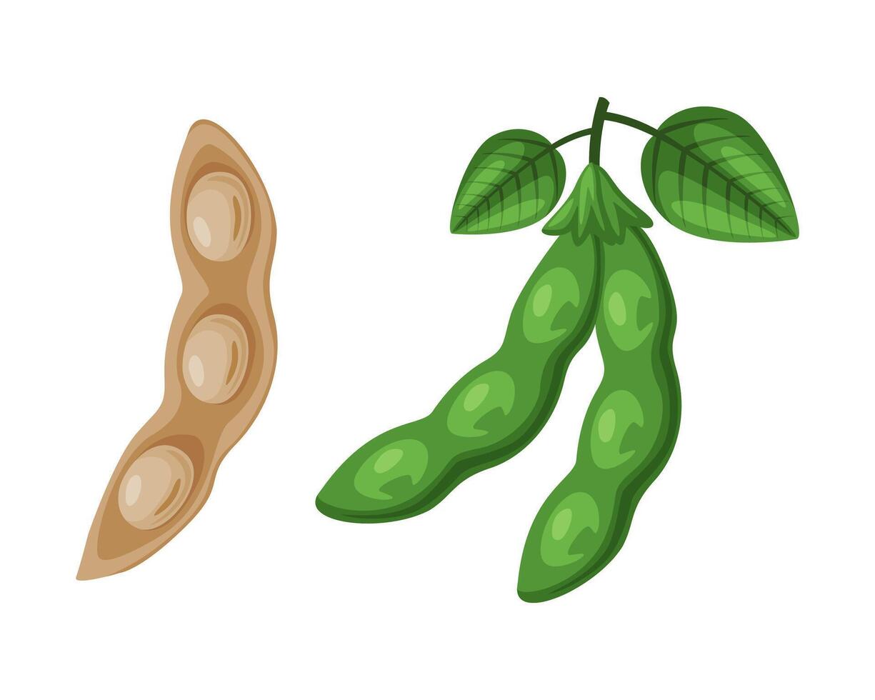 Soy Bean Pod as Natural and Organic Product of Soybean Plant Set vector