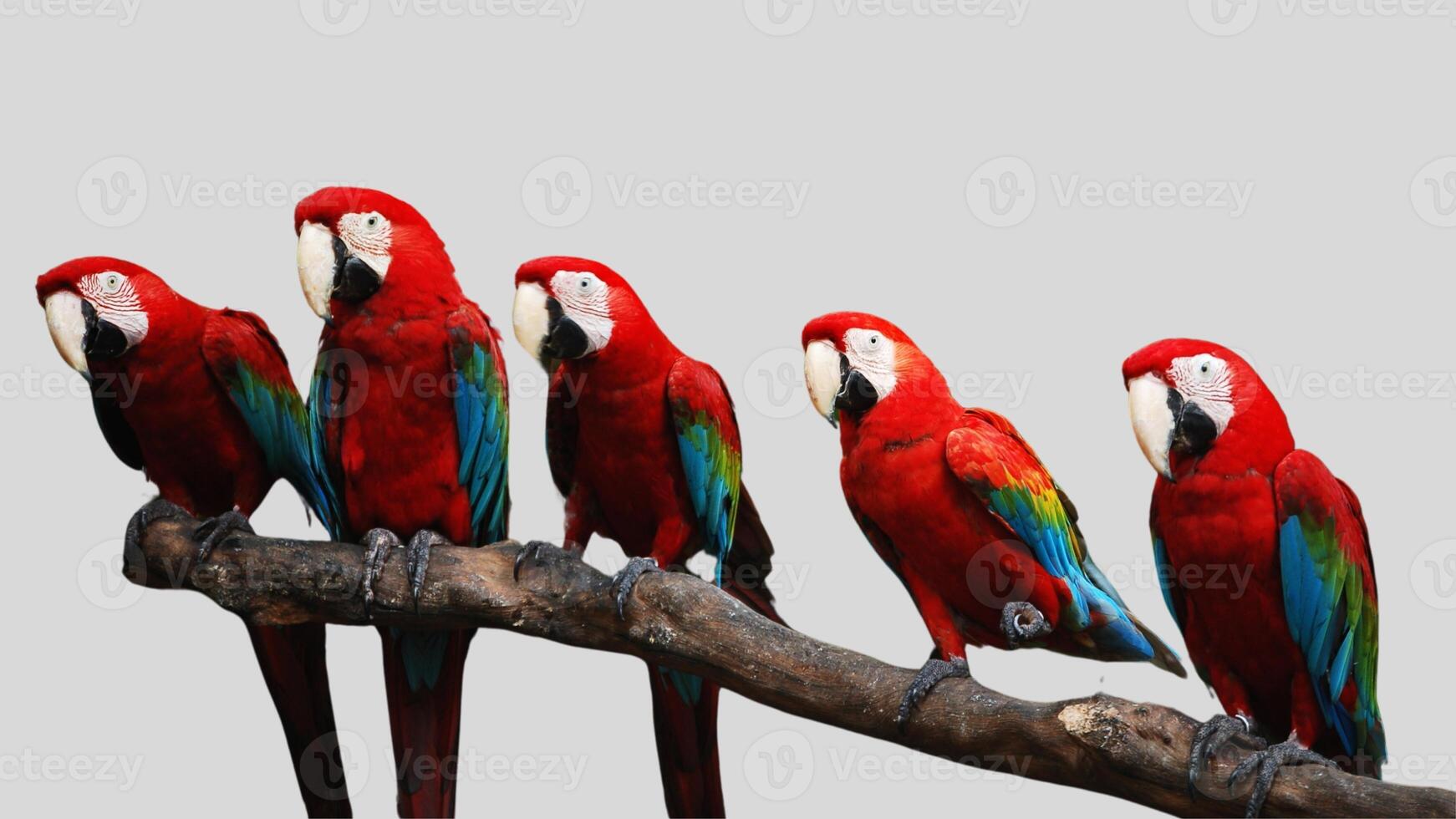 Colorful parrot isolated on white transparent background. Macaw bird cutout on empty screen photo
