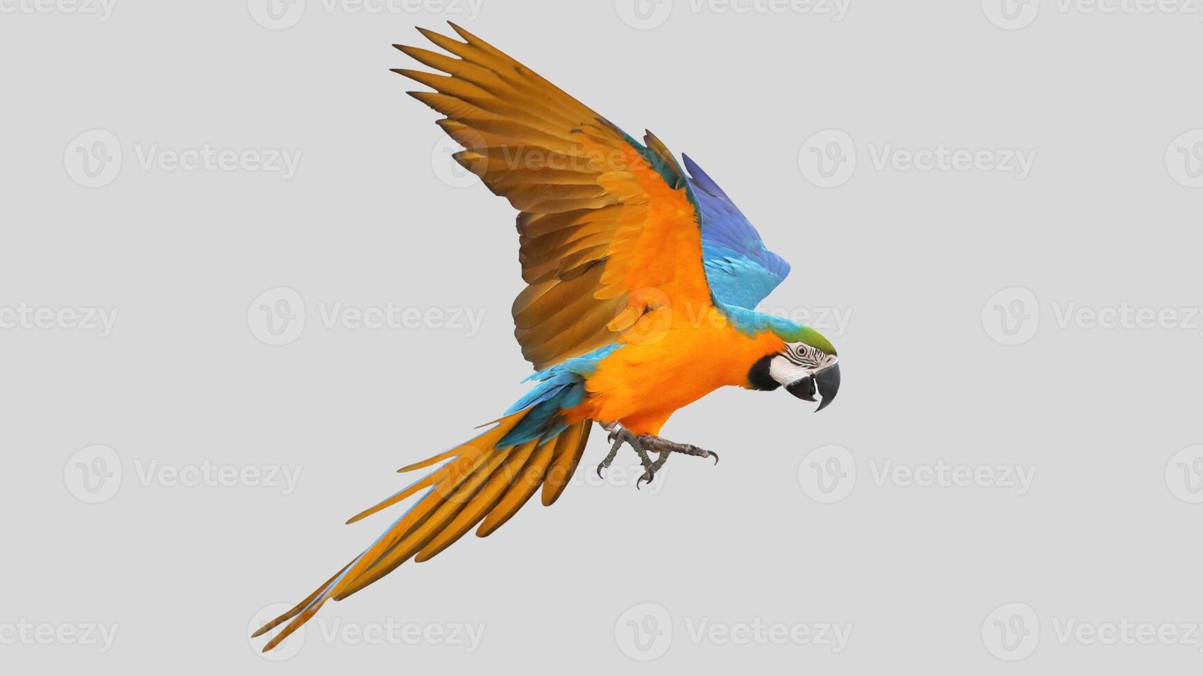 Colorful parrot flying isolated on white transparent background. Macaw bird cutout on empty screen photo