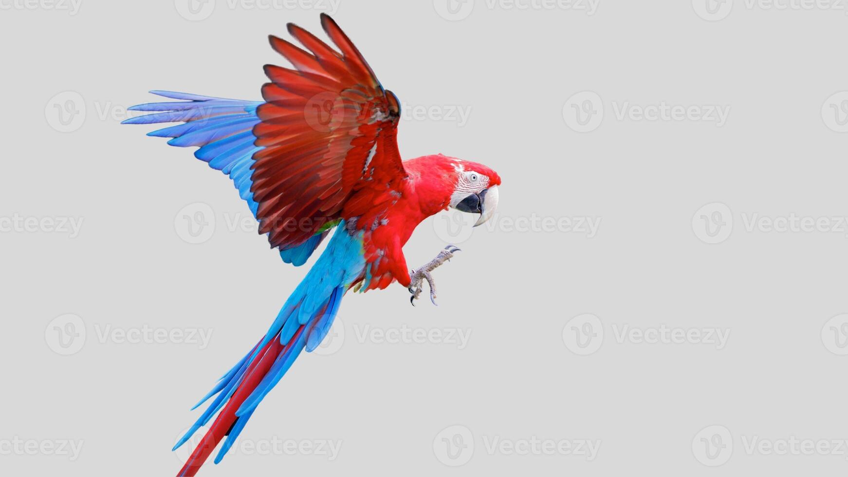 Colorful parrot flying isolated on white transparent background. Macaw bird cutout on empty screen photo