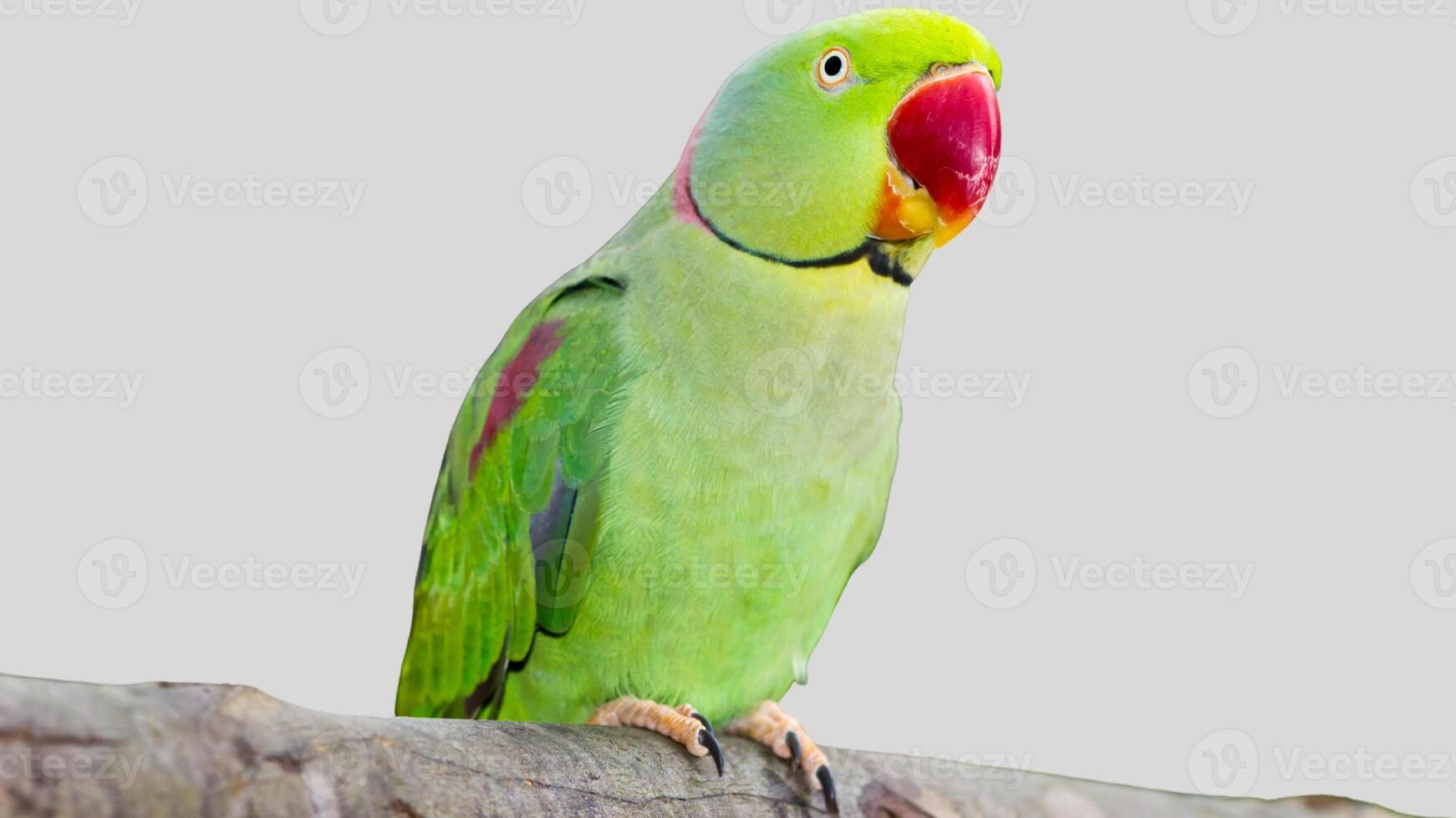Colorful parrot isolated on white transparent background. Green bird cutout on empty screen photo