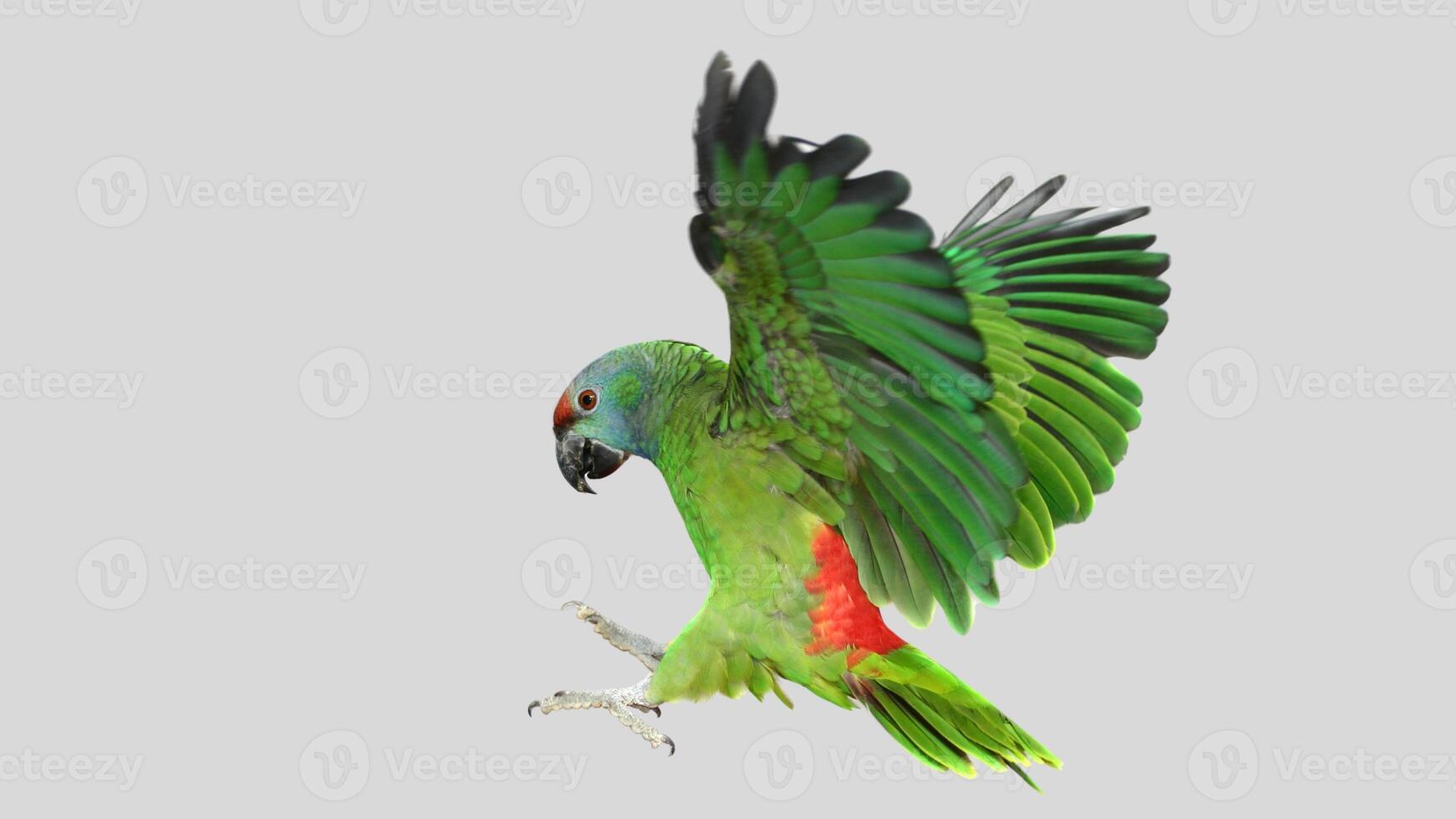 Colorful parrot flying isolated on white transparent background. Macaw bird cutout on empty screen photo