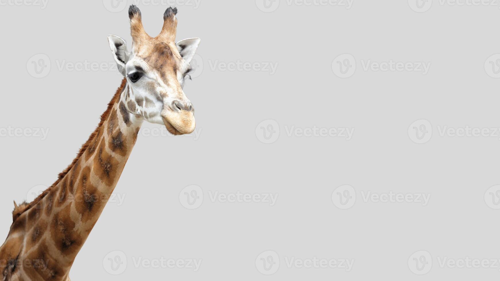 Isolated giraffe close-up portrait clipart with no background distractions on a white background photo