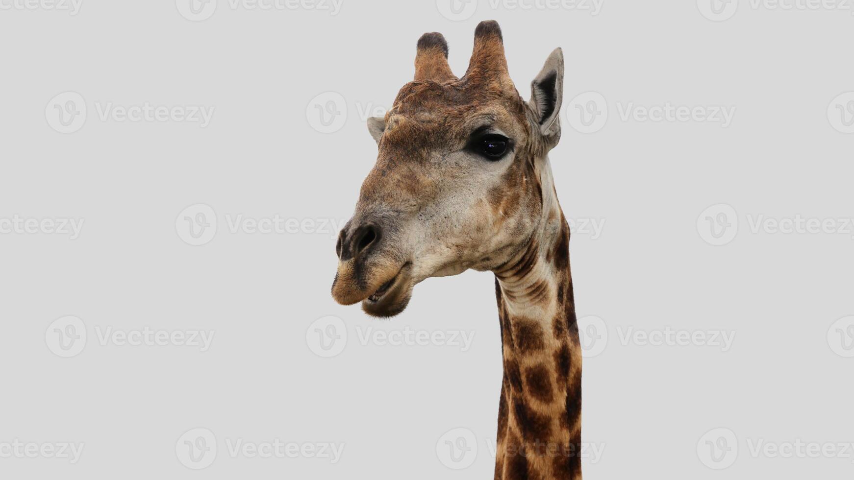Isolated giraffe close-up portrait clipart with no background distractions on a white background photo