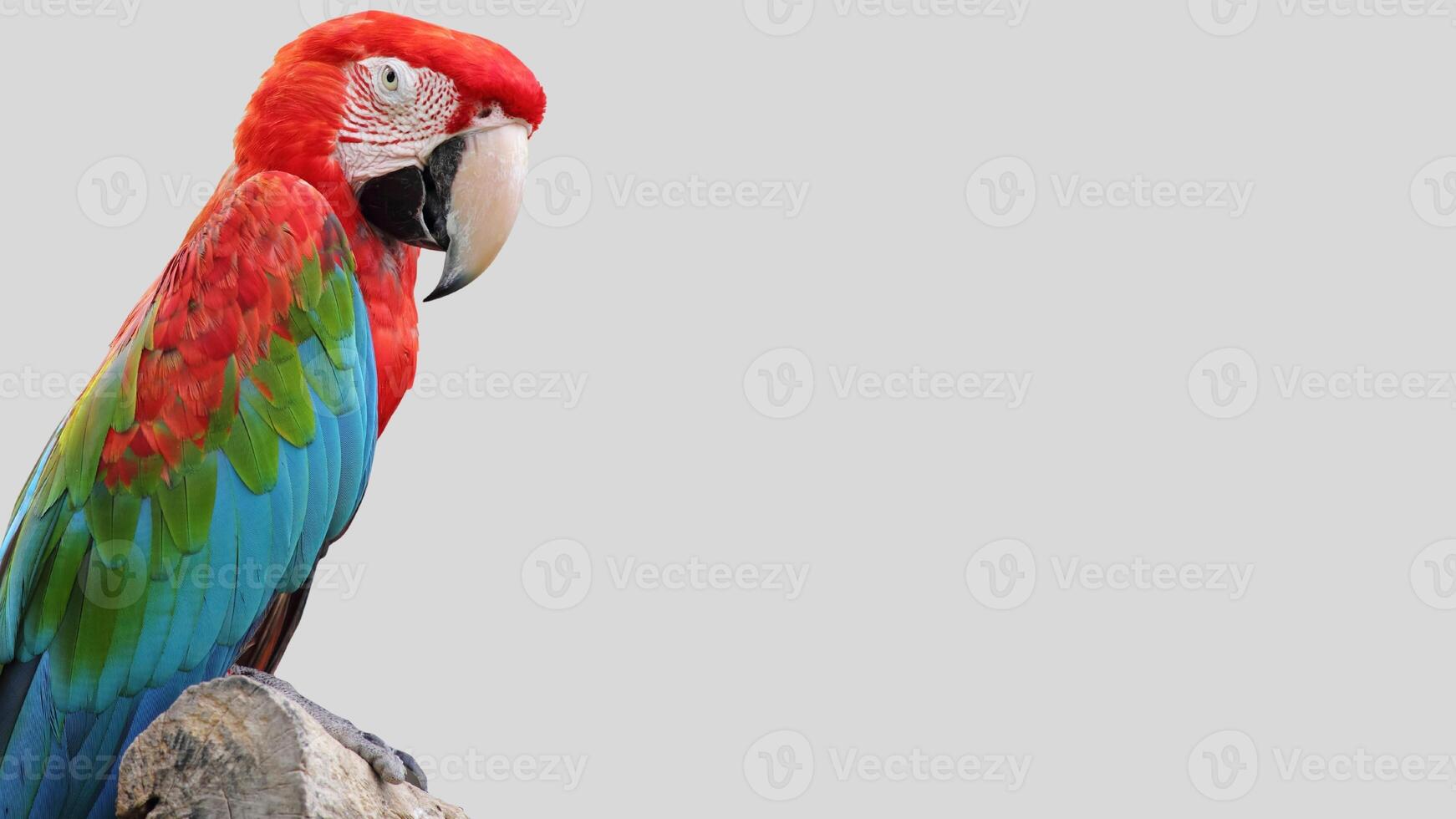 Colorful parrot isolated on white transparent background. Macaw bird cutout on empty screen photo