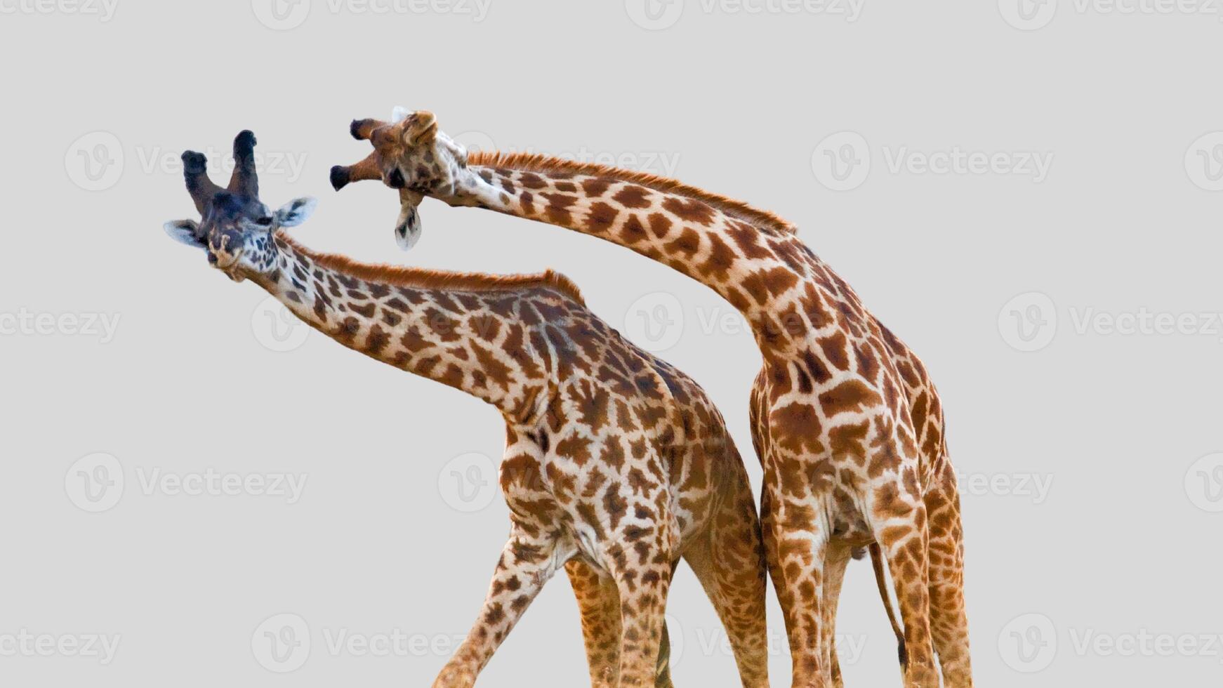 Isolated giraffe close-up portrait clipart with no background distractions on a white background photo