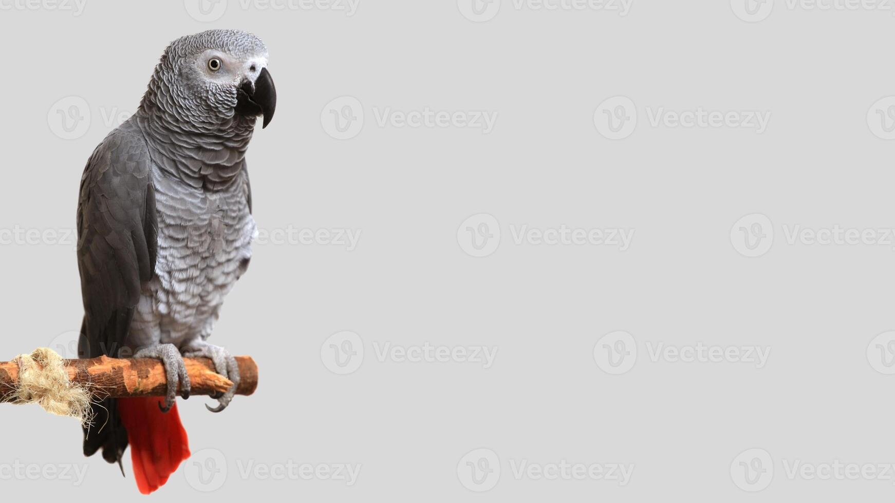 Colorful parrot isolated on white transparent background. Grey bird cutout on empty screen photo