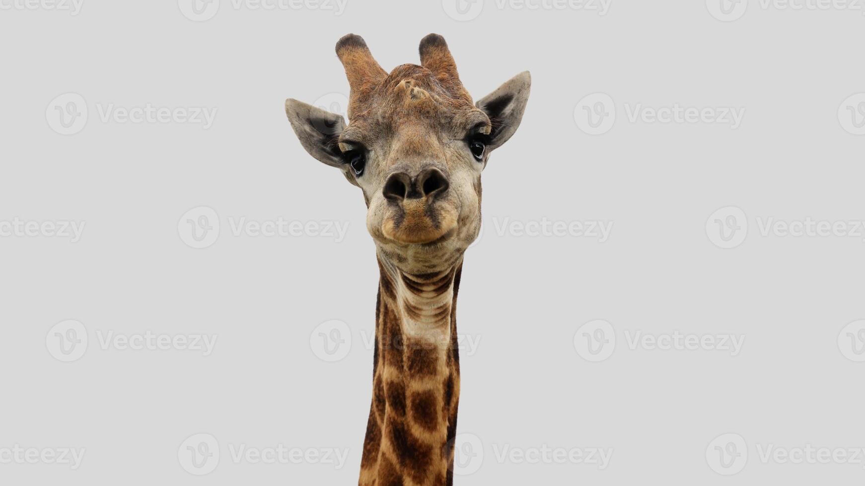Isolated giraffe close-up portrait clipart with no background distractions on a white background photo
