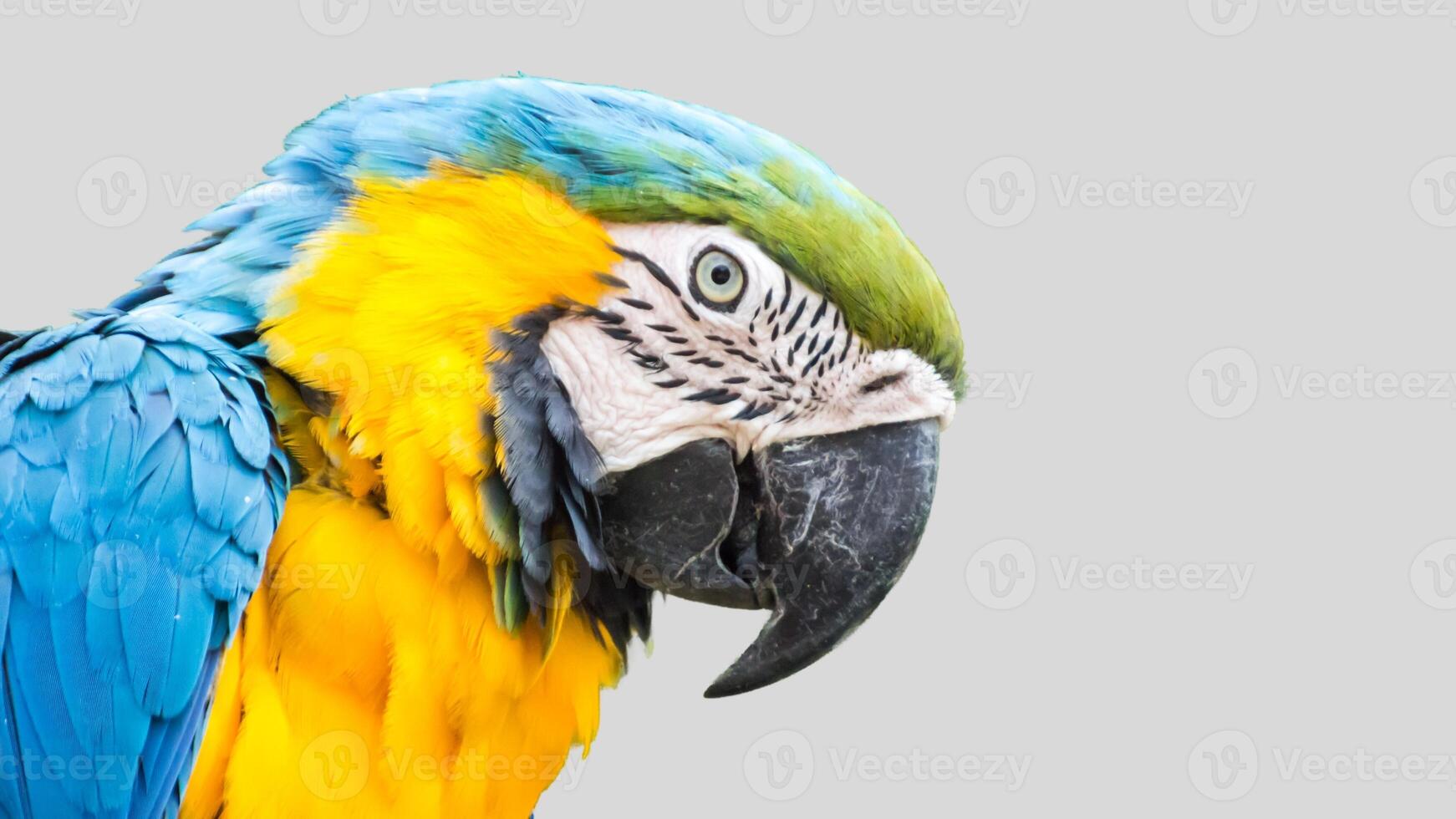 Colorful parrot isolated on white transparent background. Macaw bird cutout on empty screen photo