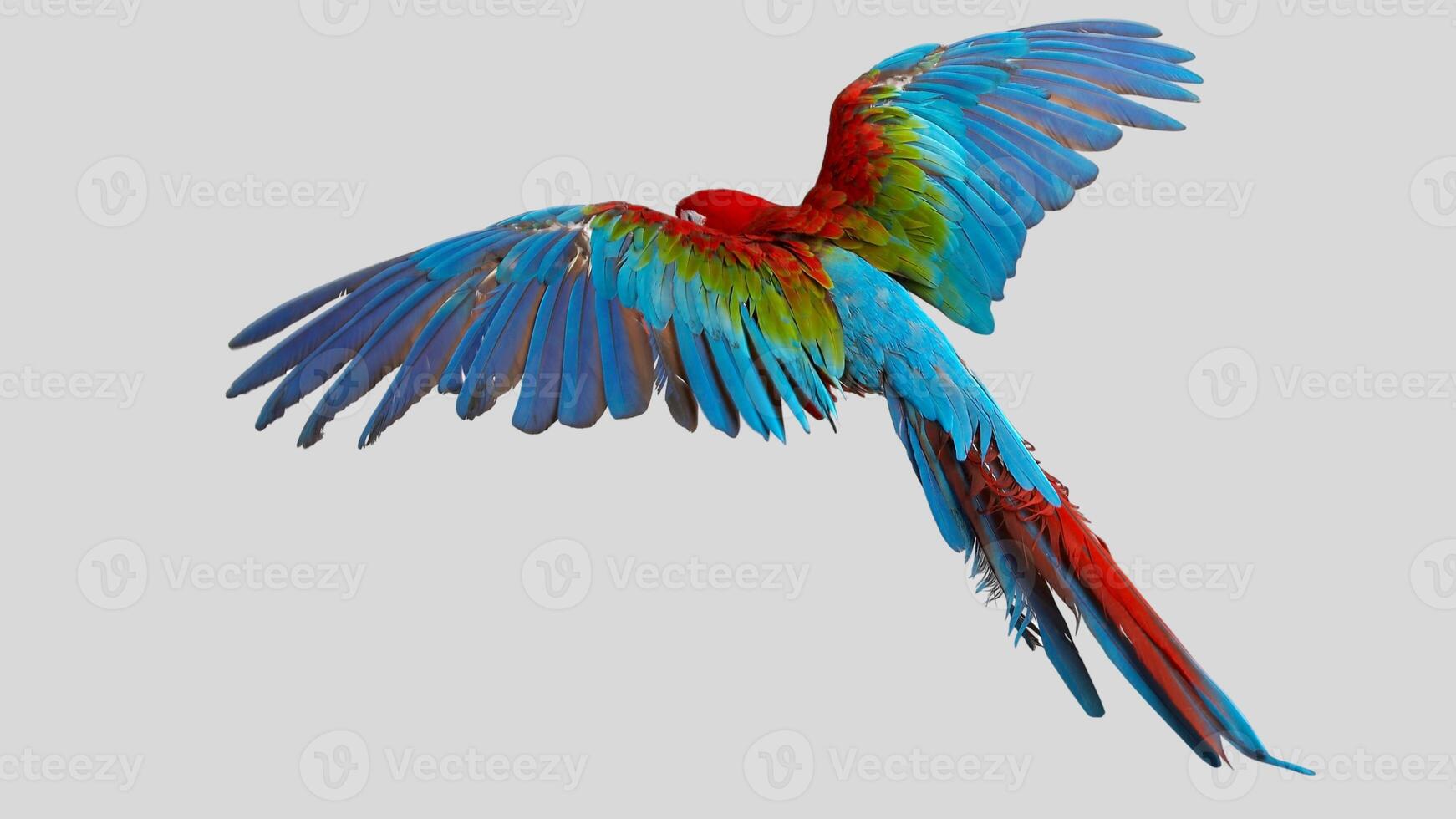 Colorful parrot flying isolated on white transparent background. Macaw bird cutout on empty screen photo