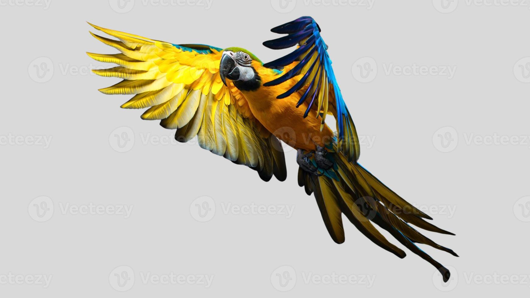 Colorful parrot flying isolated on white transparent background. Macaw bird cutout on empty screen photo