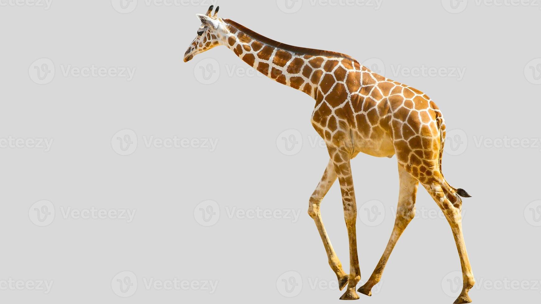 Isolated giraffe clipart with no background distractions on a white background photo
