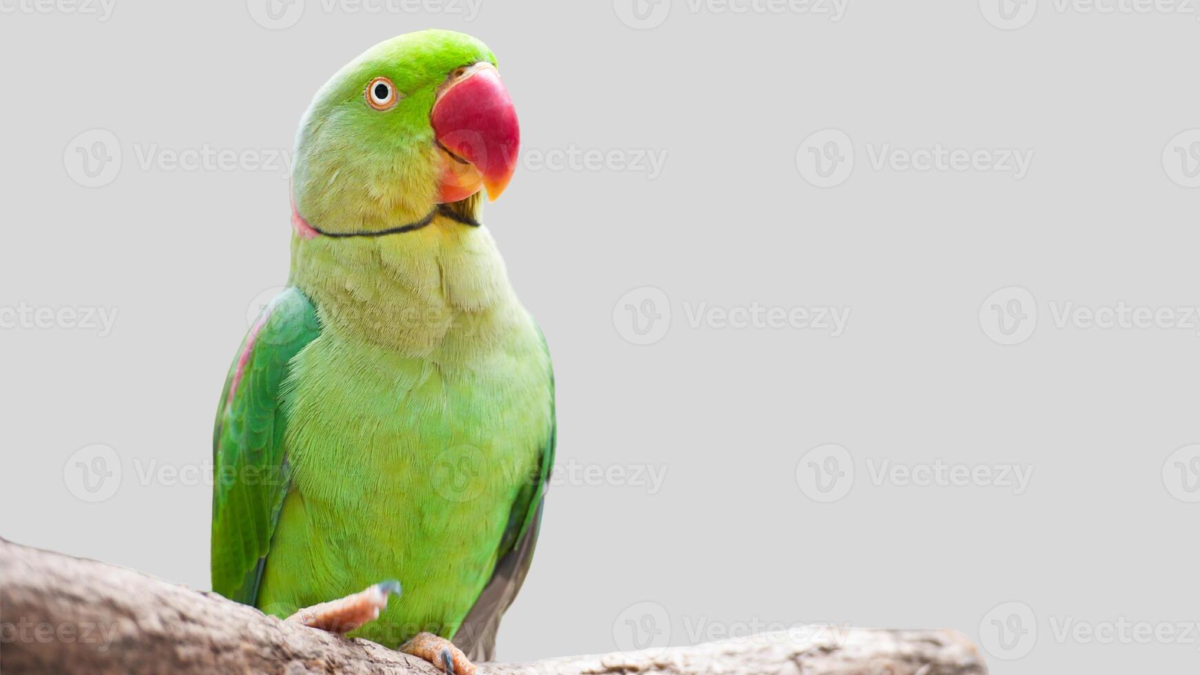 Colorful parrot isolated on white transparent background. Green bird cutout on empty screen photo