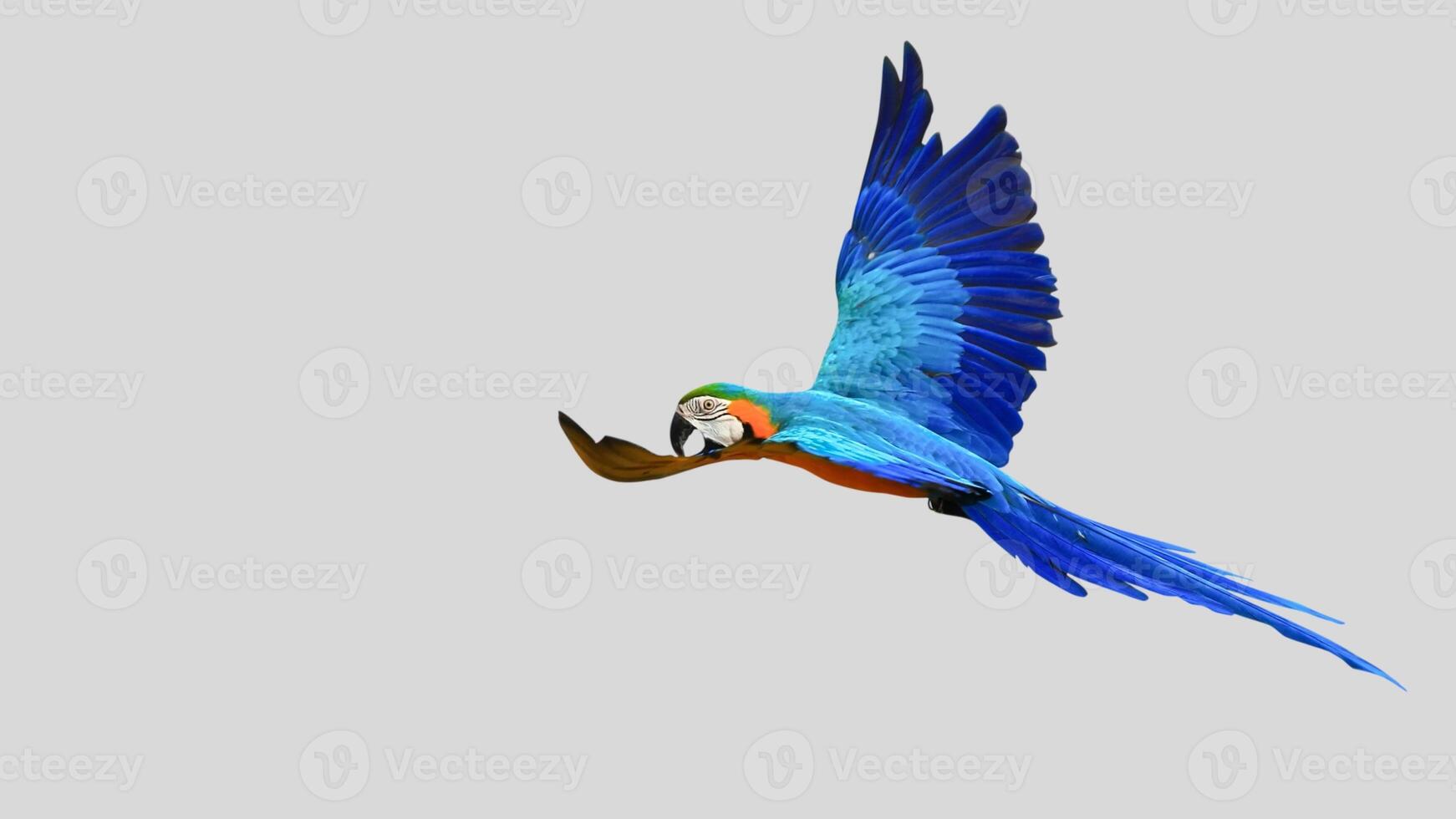 Colorful parrot flying isolated on white transparent background. Macaw bird cutout on empty screen photo