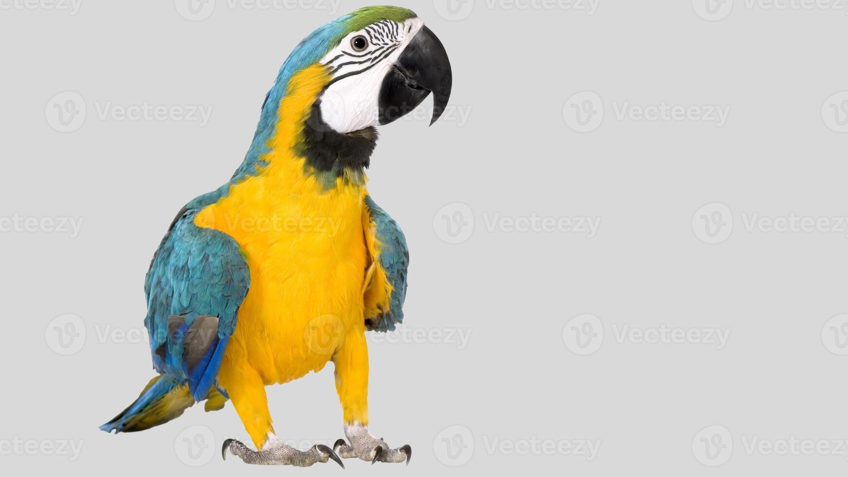 Colorful parrot isolated on white transparent background. Macaw bird cutout on empty screen photo