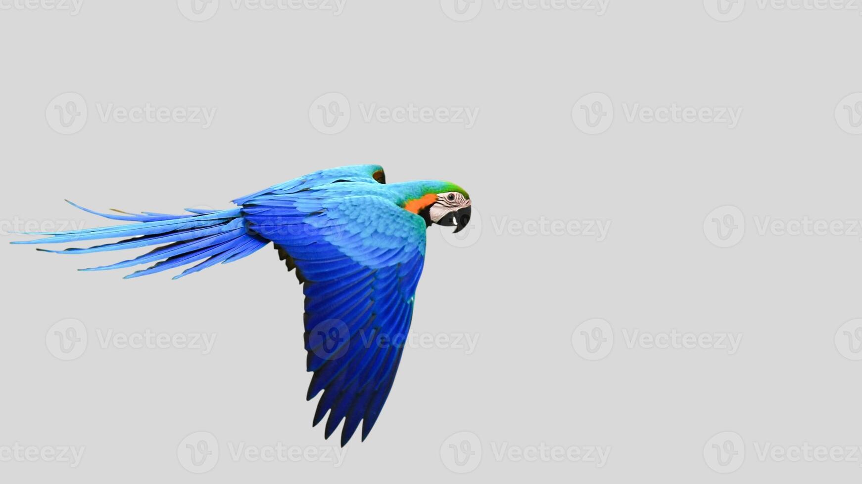 Colorful parrot flying isolated on white transparent background. Macaw bird cutout on empty screen photo