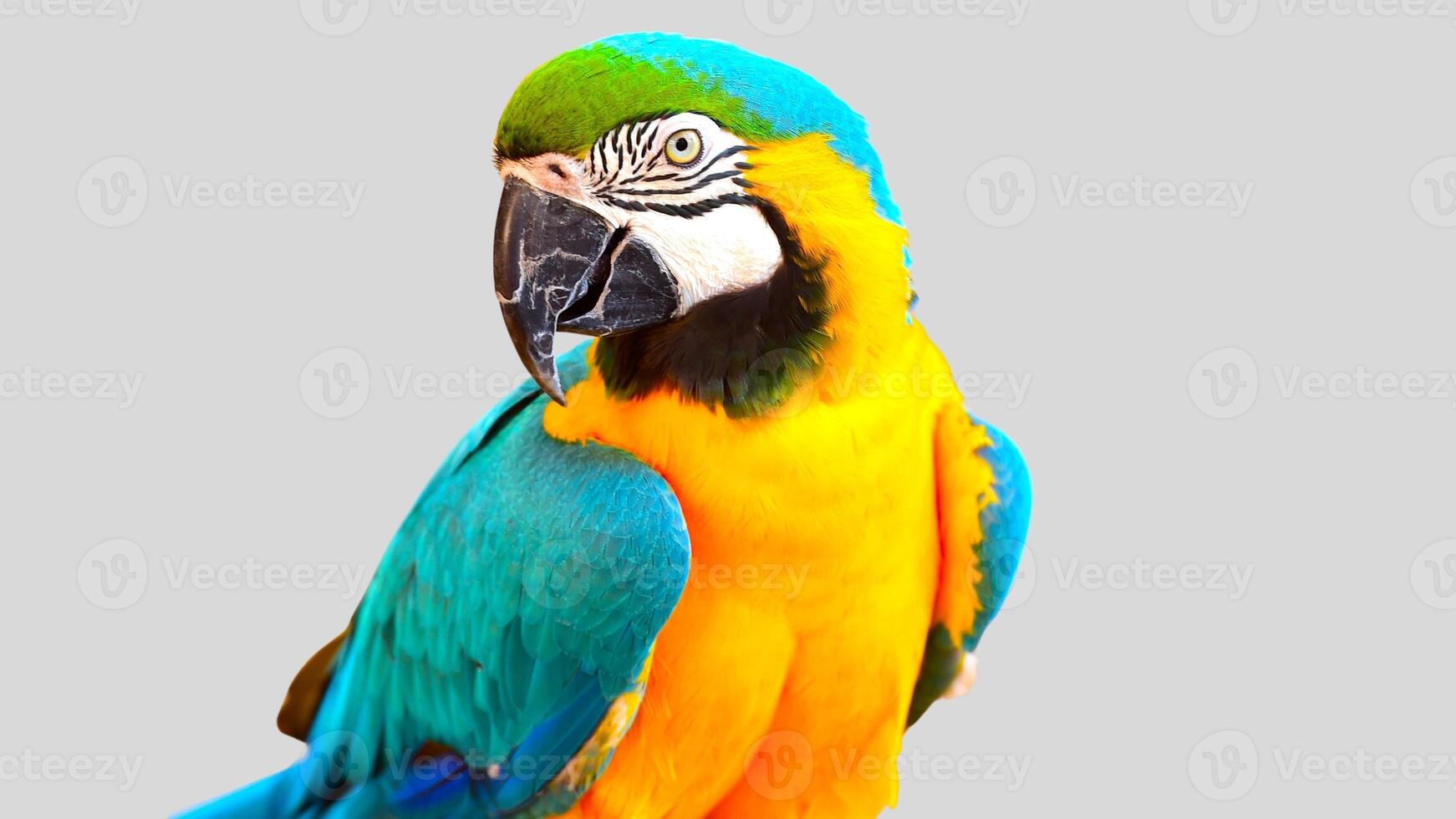 Colorful parrot isolated on white transparent background. Macaw bird cutout on empty screen photo