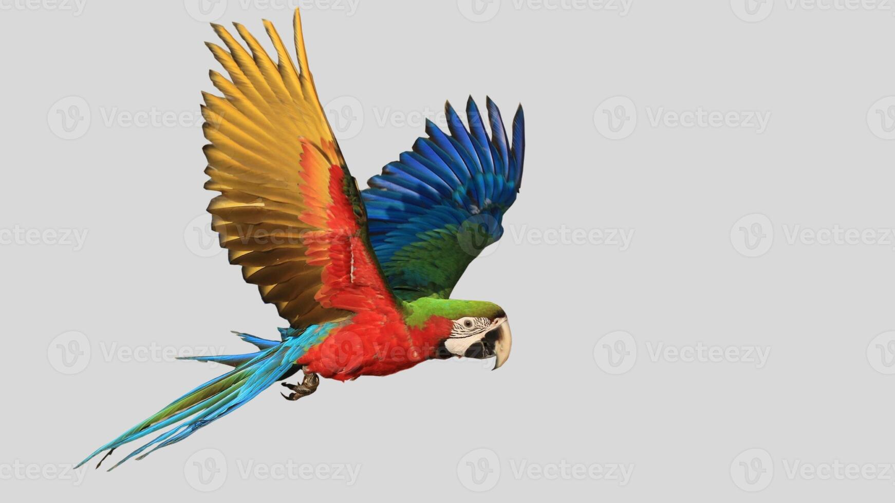 Colorful parrot flying isolated on white transparent background. Macaw bird cutout on empty screen photo
