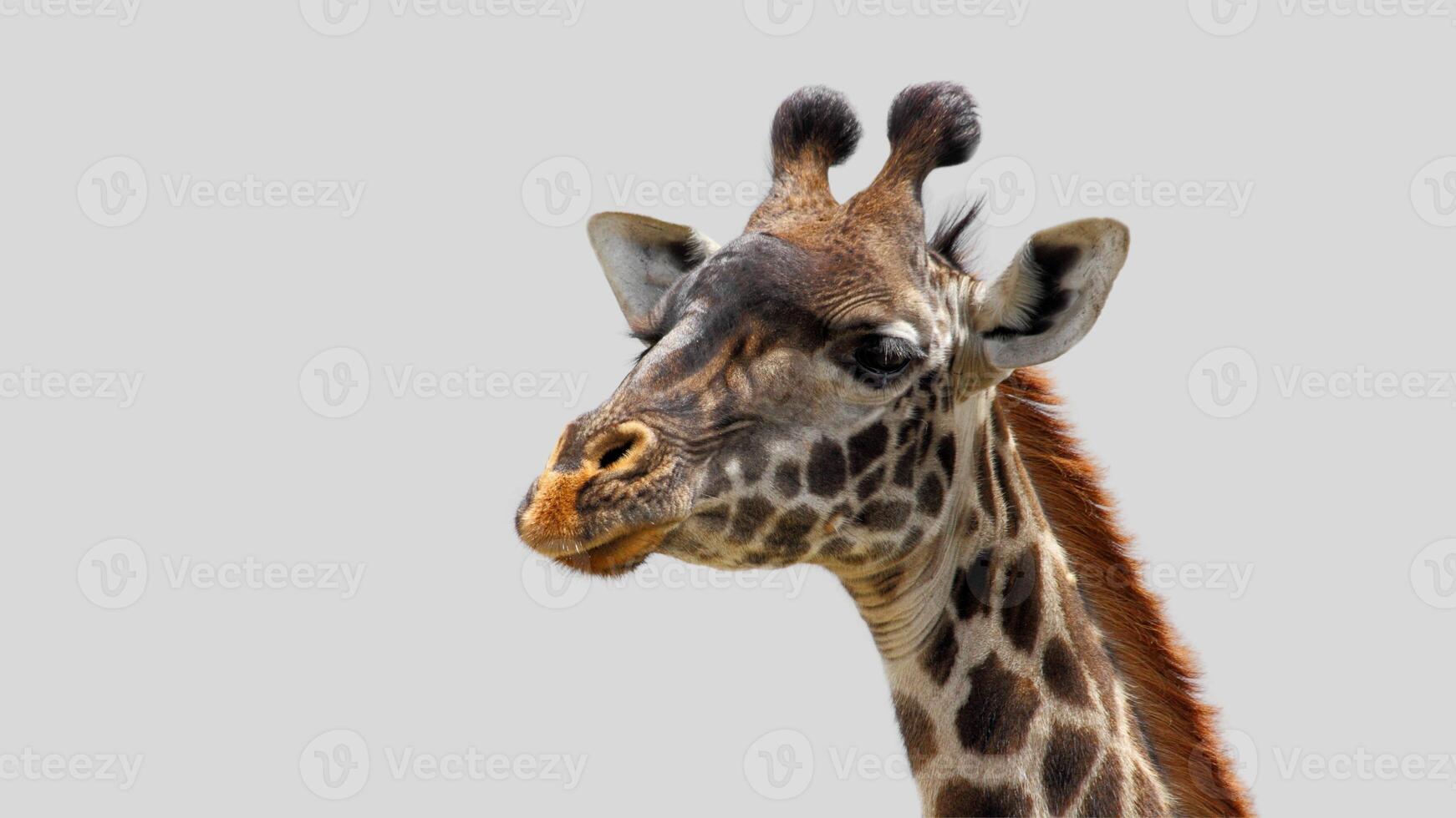 Isolated giraffe close-up portrait clipart with no background distractions on a white background photo