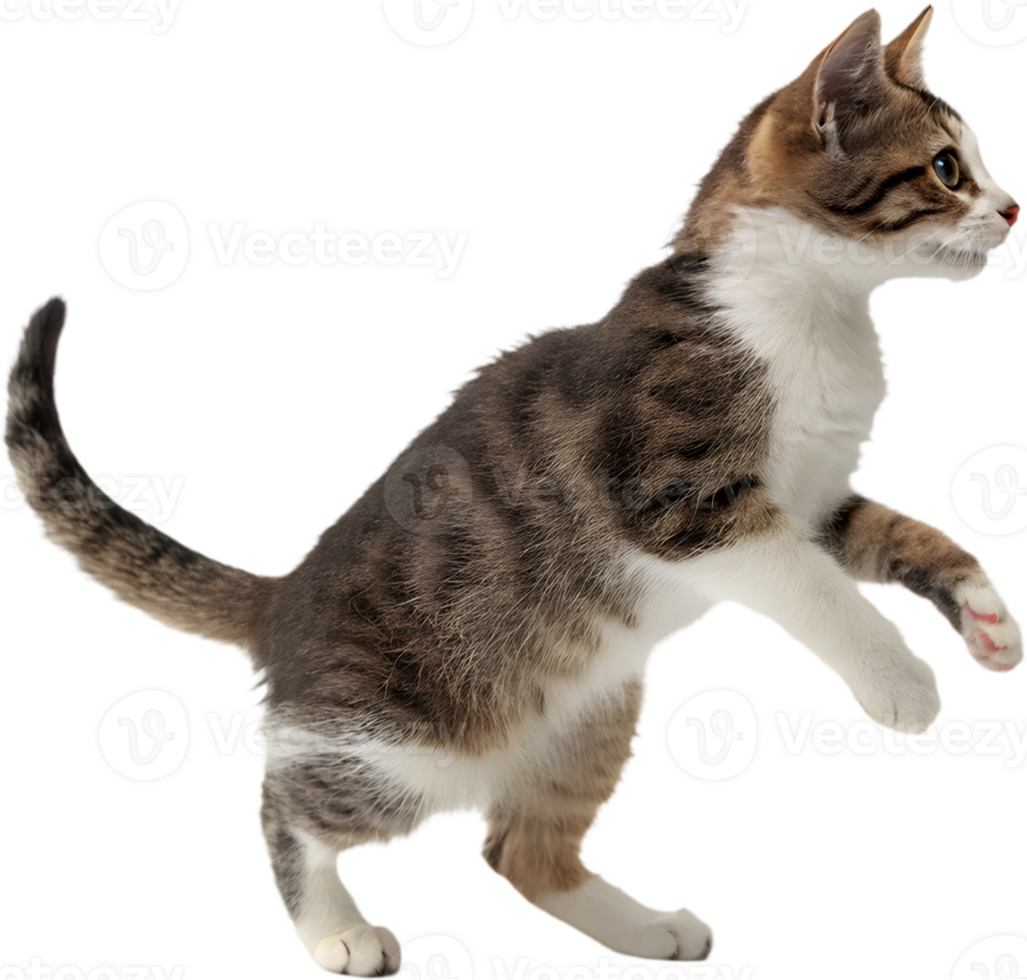 Playful Munchkin Cat Clipart for Christmas Holiday Designs. . png