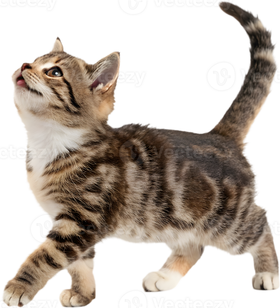 Munchkin Cat Clipart for Fun and Festive Projects. . png