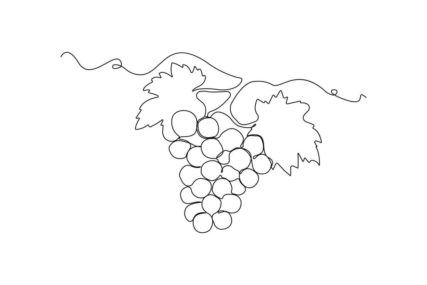 Hand-drawn Grapes line art drawing. Grapes fruit linear icon . vector