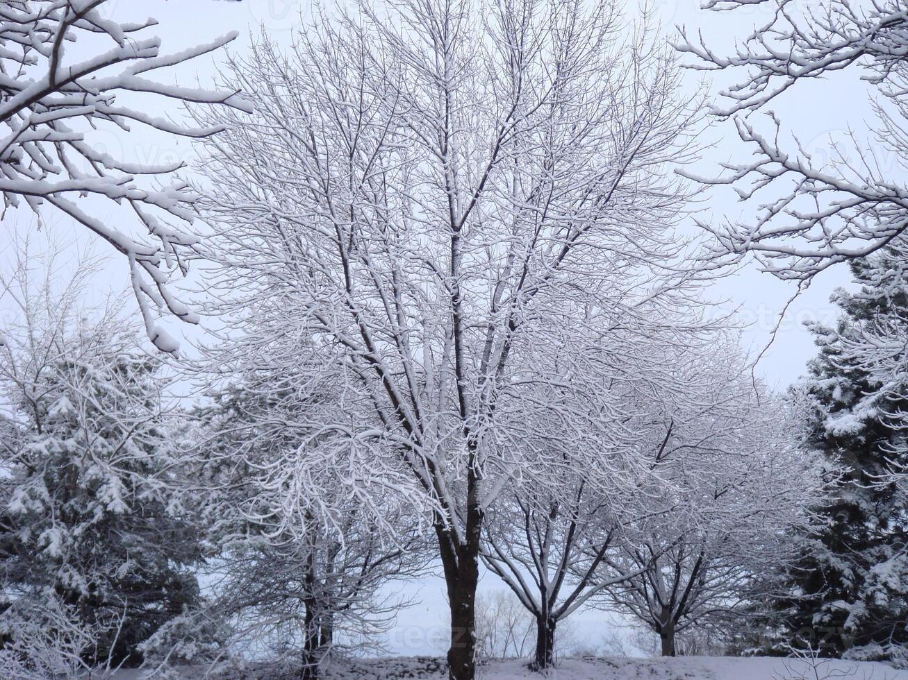 Snowy Natural Landscape with Deciduous Tree and Twig Under the Sky photo