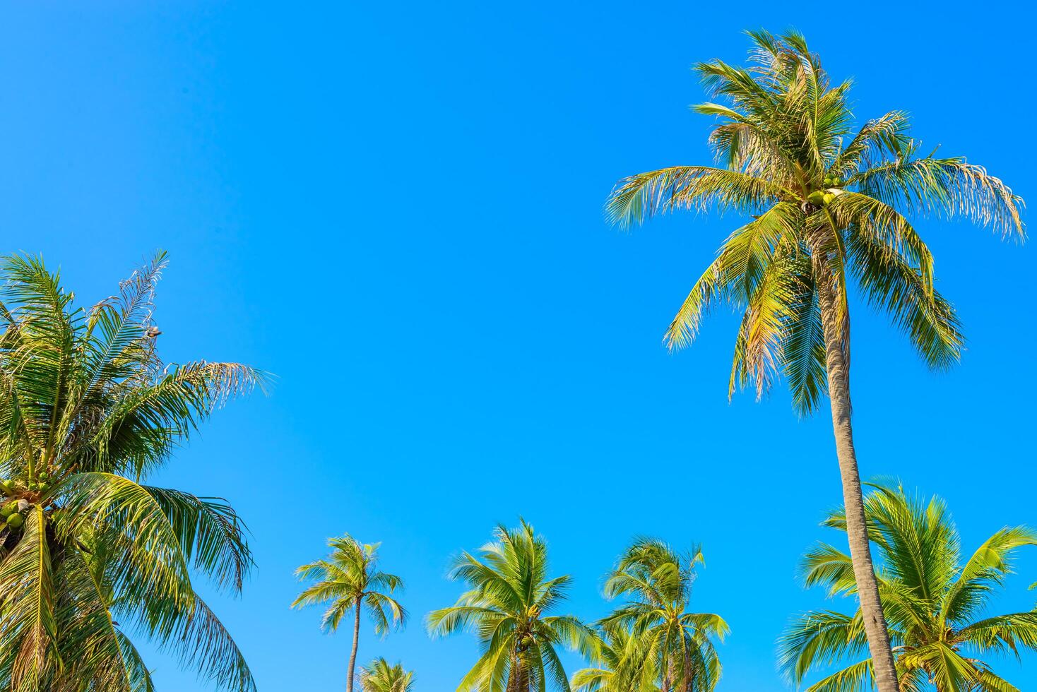 A group of palm trees in a field with a blue sky photo