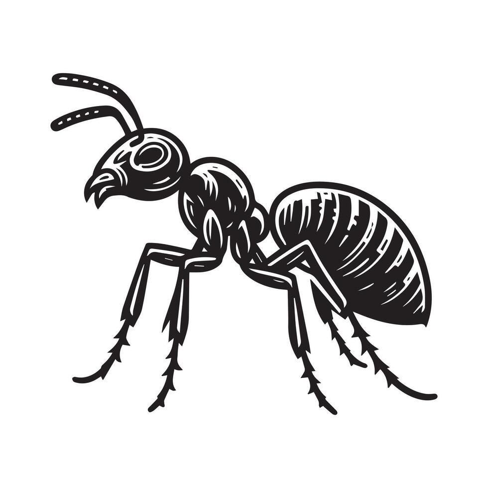 ant insect illustration vector
