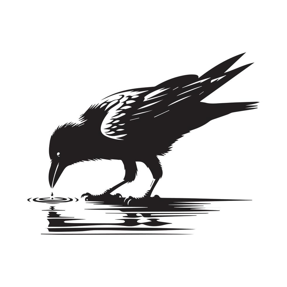 black raven drinking water from a puddle vector