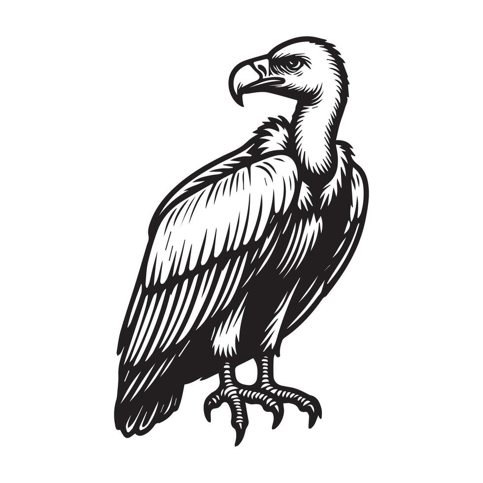 vulture, black and white illustration vector