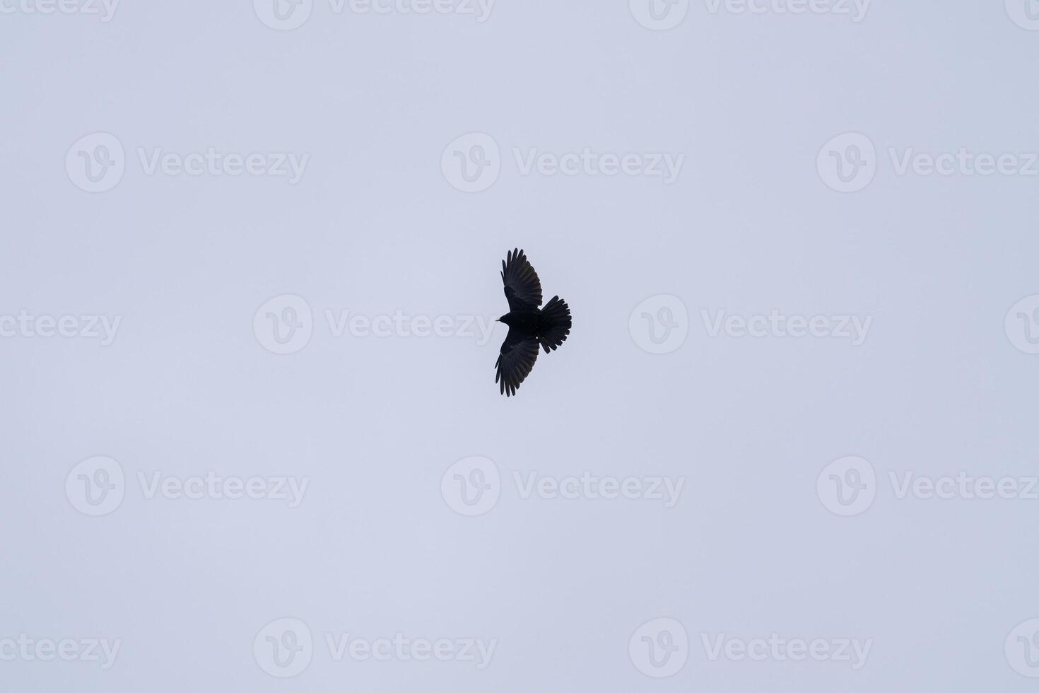 Silhouette birds flying on moody sky overcast white cloud. photo