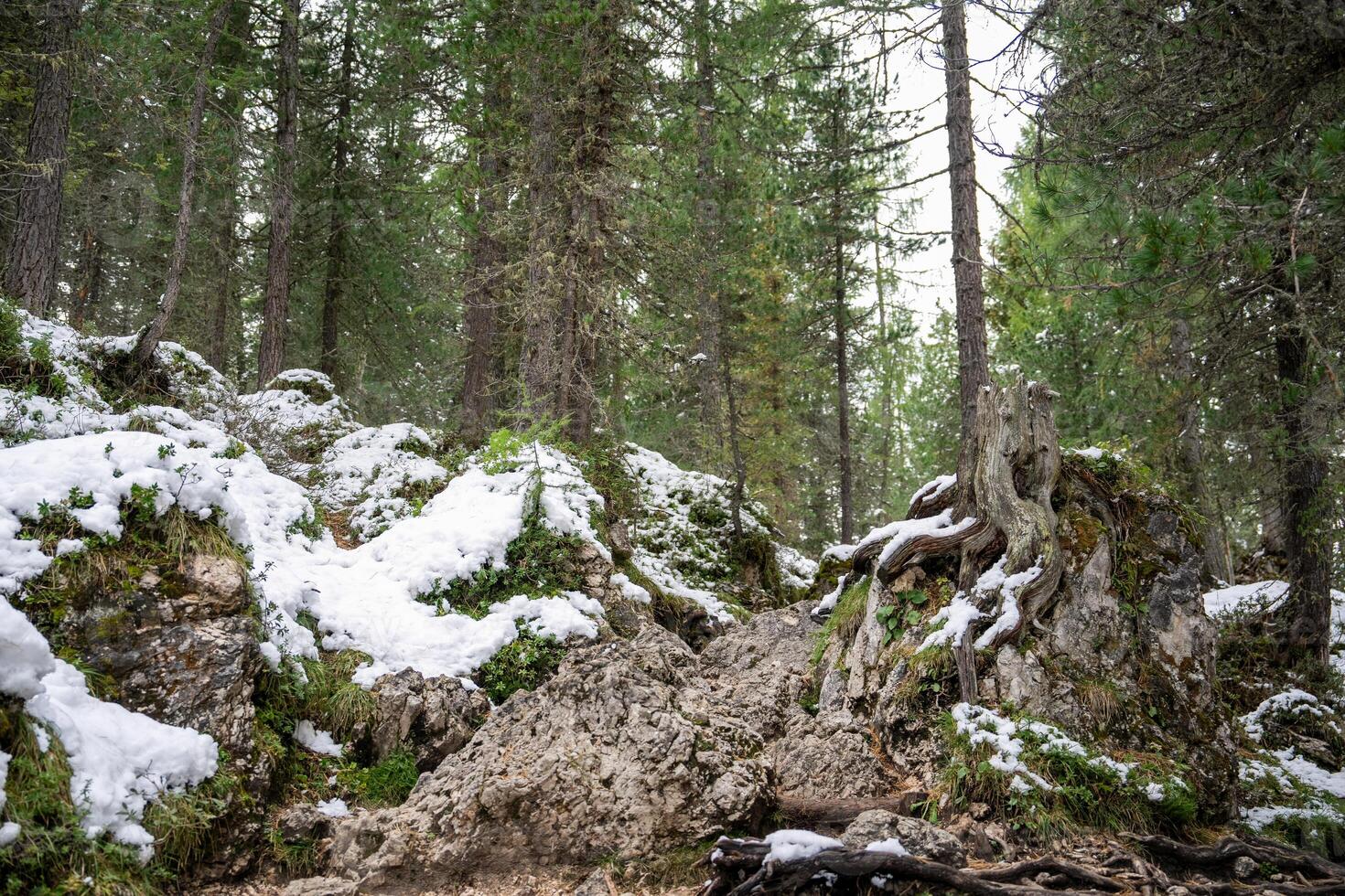 Forest in winter, green pine, hike on frozen snow pathway. photo