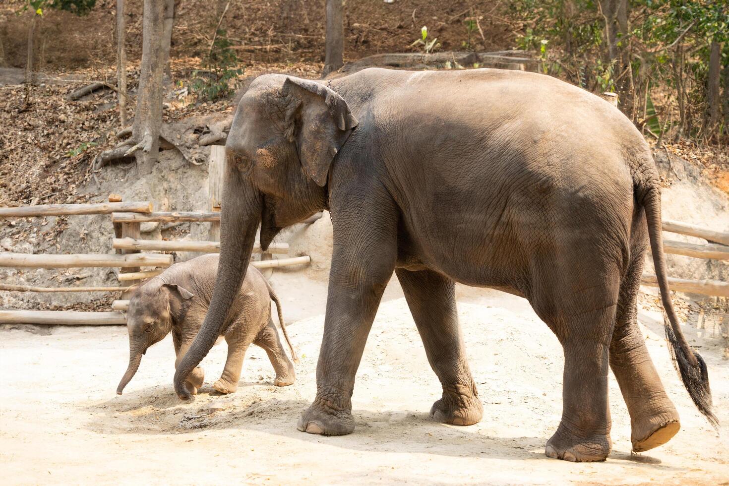 Two elephants walking together outdoor. big and small mother and her baby elephant playing photo