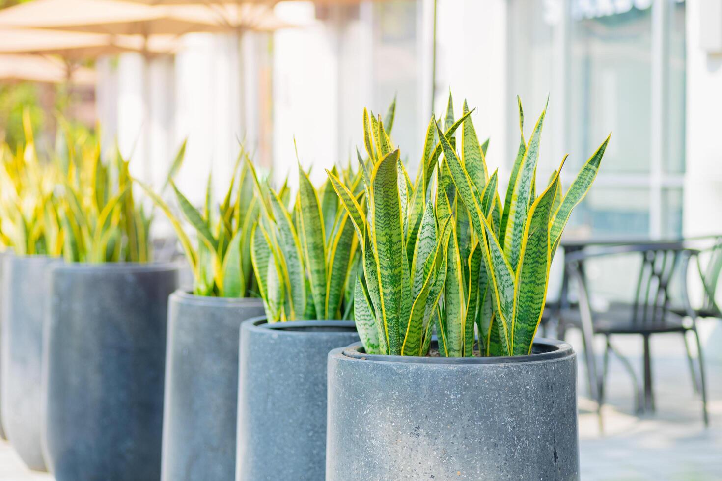 Green plant decoration in public city living area outdoors for ozone carbon absorb, Snake plant, Saint George sword plant in pot photo