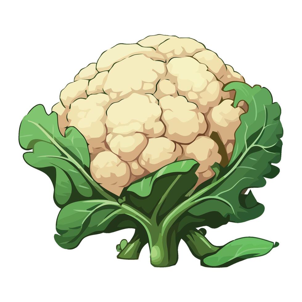 Fresh organic vegetable cauliflower icon isolated vector