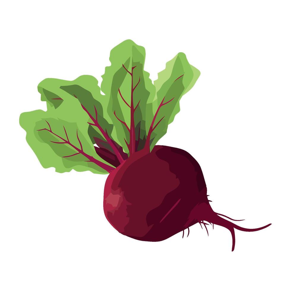 Fresh organic salad with ripe root vegetables icon isolated vector