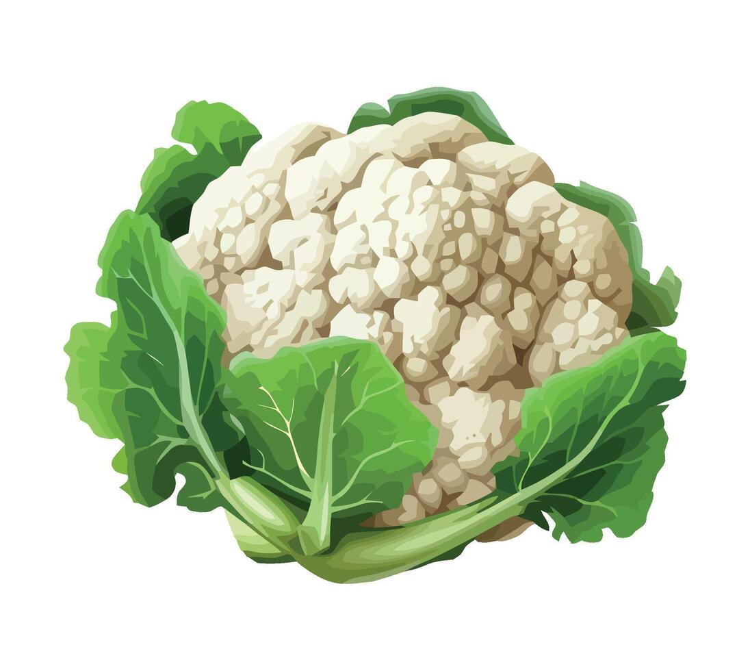 Fresh vegetables cauliflower make a healthy meal icon isolated vector