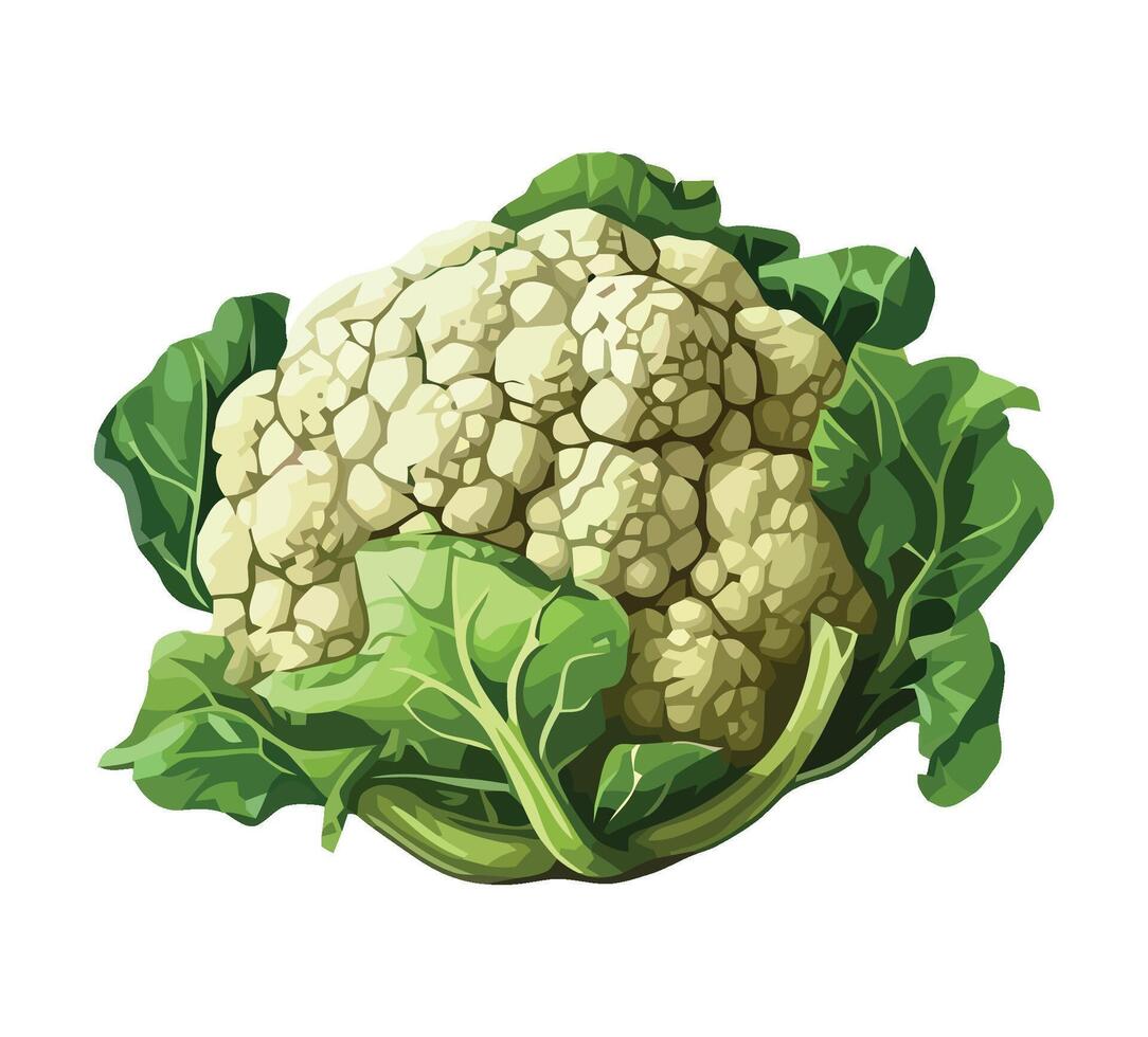 Fresh cauliflower vegetables, ripe for healthy eating icon isolated vector