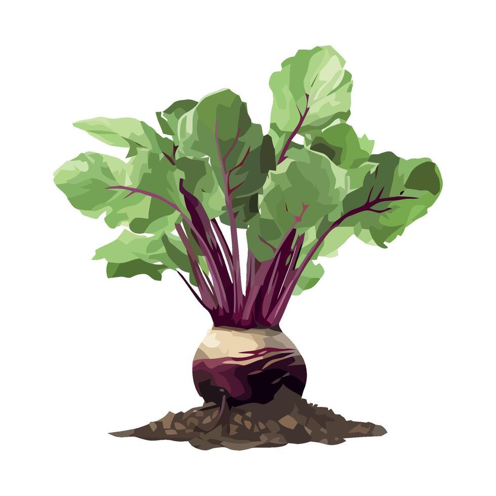Fresh organic salad with purple common beetroot icon isolated vector