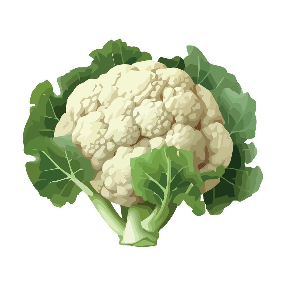 Healthy eating Fresh organic cauliflower icon isolated vector