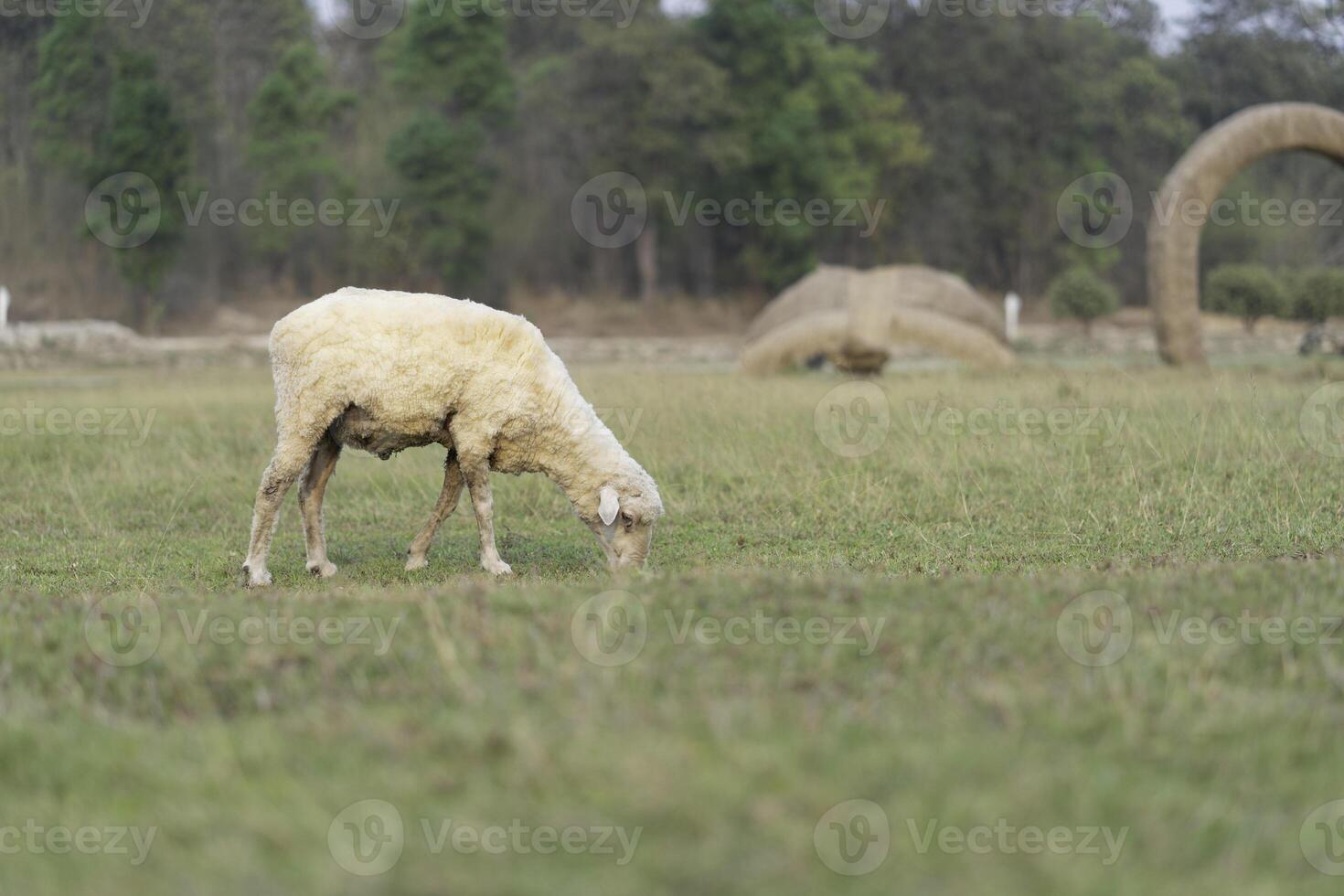 Image of sheep grazing on a green meadow on natural blurred background. photo