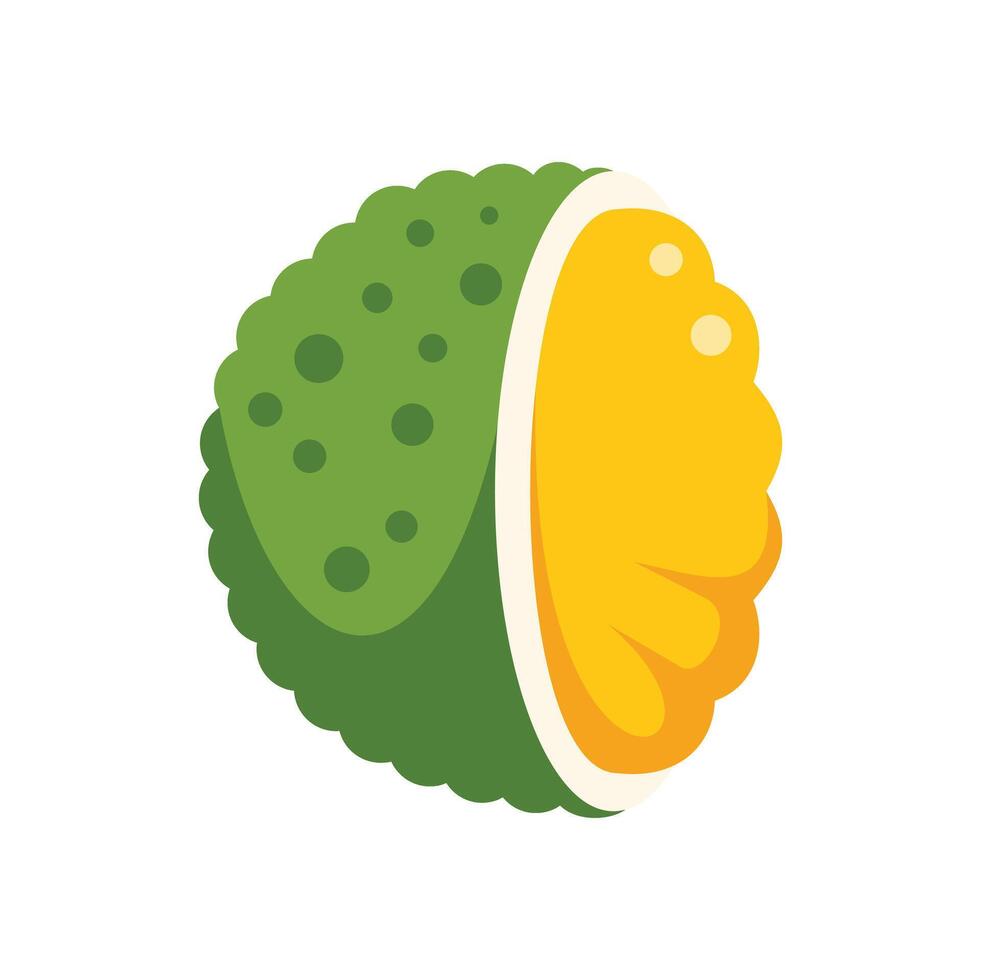 Half of durian fruit showing the flesh inside vector