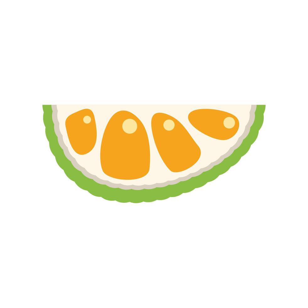 Slice of durian fruit showing arils and rind vector