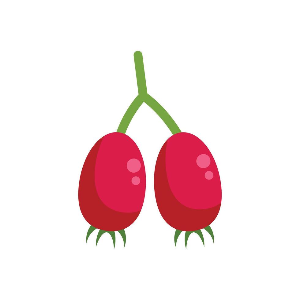 Two red rose hips hanging from green stem illustration vector