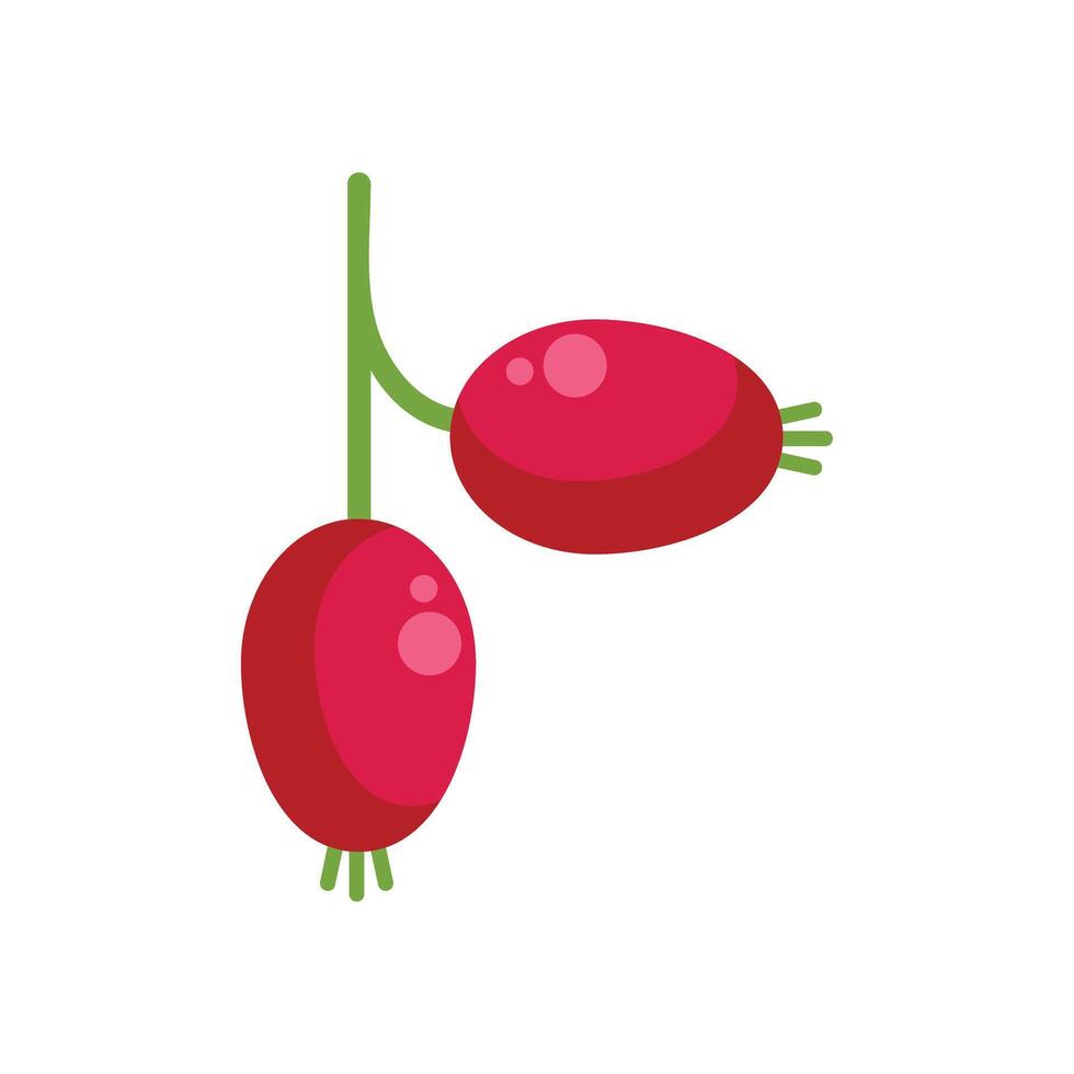 Two ripe rose hips hanging from green stem vector