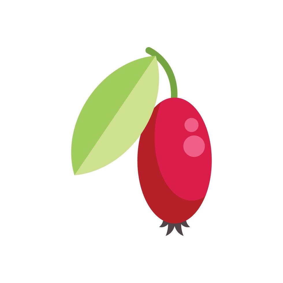 Red dogwood berry hanging from green leaf branch illustration vector