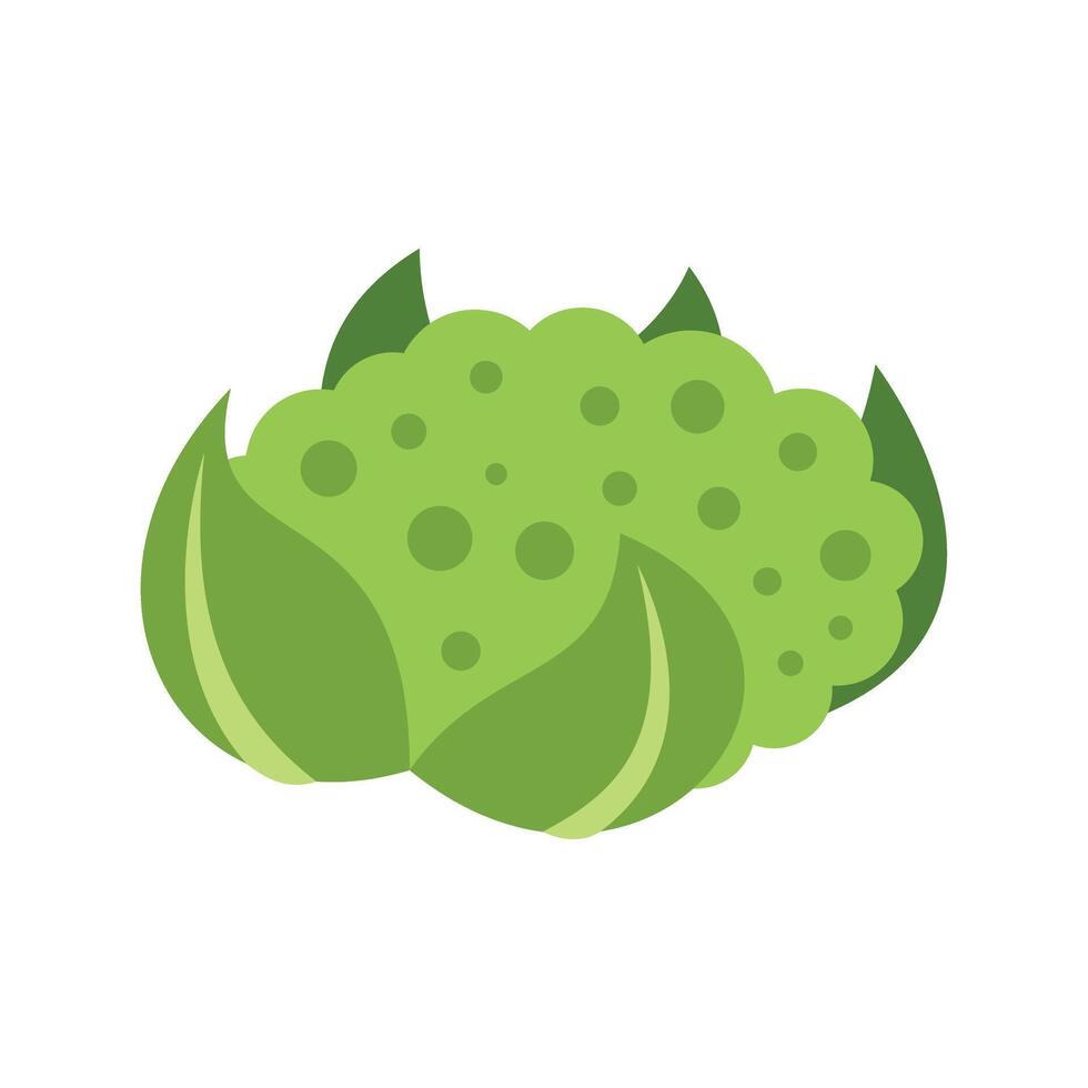 Fresh green cauliflower vegetable with big leaves illustration vector